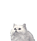 trOp beau le chat